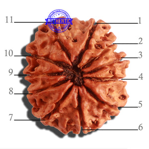 11 Mukhi Nepalese Rudraksha - Bead No. 305