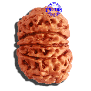 11 Mukhi Nepalese Rudraksha - Bead No. 305