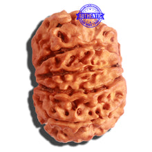 Load image into Gallery viewer, 11 Mukhi Nepalese Rudraksha - Bead No. 305
