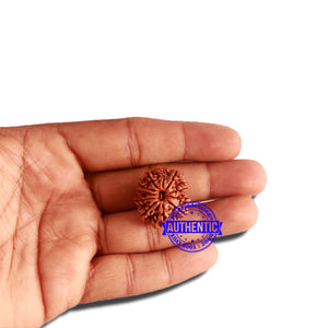 11 Mukhi Nepalese Rudraksha - Bead No. 307