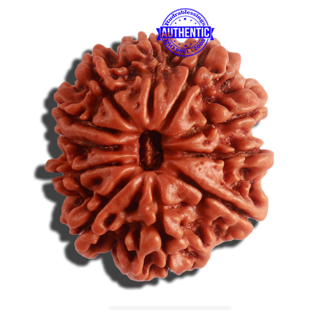 11 Mukhi Nepalese Rudraksha - Bead No. 307