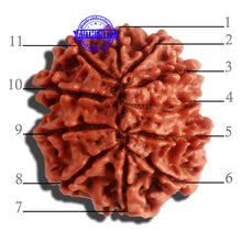 Load image into Gallery viewer, 11 Mukhi Nepalese Rudraksha - Bead No. 307
