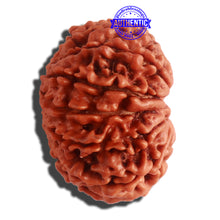 Load image into Gallery viewer, 11 Mukhi Nepalese Rudraksha - Bead No. 307
