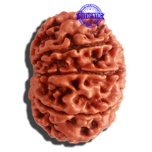 11 Mukhi Nepalese Rudraksha - Bead No. 307