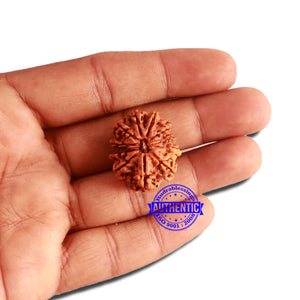 11 Mukhi Nepalese Ganesha Rudraksha - Bead No. 311