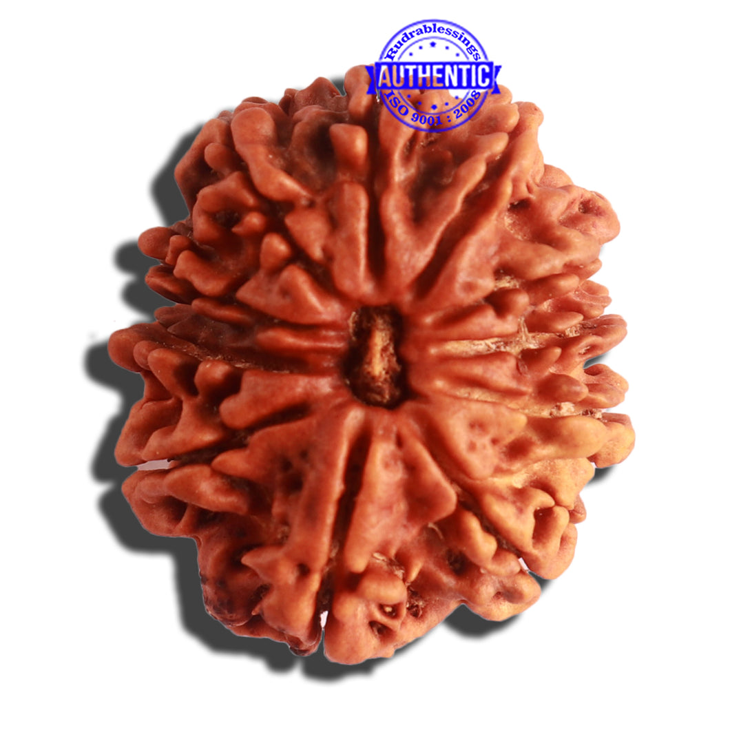 11 Mukhi Nepalese Ganesha Rudraksha - Bead No. 311