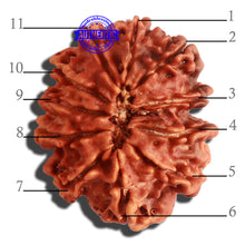 Load image into Gallery viewer, 11 Mukhi Nepalese Ganesha Rudraksha - Bead No. 311
