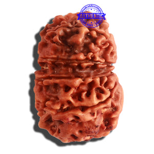 11 Mukhi Nepalese Ganesha Rudraksha - Bead No. 311