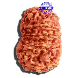 11 Mukhi Nepalese Ganesha Rudraksha - Bead No. 311