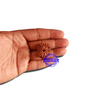 11 Mukhi Nepalese Rudraksha - Bead No. 312