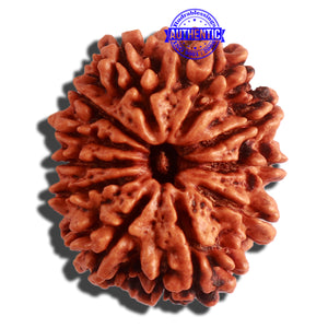 11 Mukhi Nepalese Rudraksha - Bead No. 312