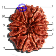 Load image into Gallery viewer, 11 Mukhi Nepalese Rudraksha - Bead No. 312
