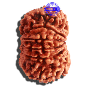 11 Mukhi Nepalese Rudraksha - Bead No. 312