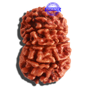 11 Mukhi Nepalese Rudraksha - Bead No. 312