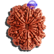 Load image into Gallery viewer, 11 Mukhi Nepalese Rudraksha - Bead No. 315
