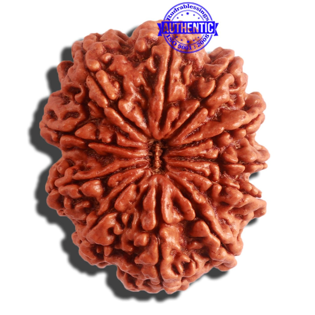 11 Mukhi Nepalese Rudraksha - Bead No. 315