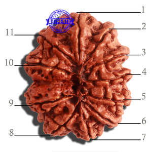 11 Mukhi Nepalese Rudraksha - Bead No. 315