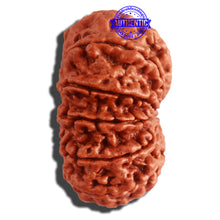 Load image into Gallery viewer, 11 Mukhi Nepalese Rudraksha - Bead No. 315
