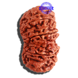 11 Mukhi Nepalese Rudraksha - Bead No. 315