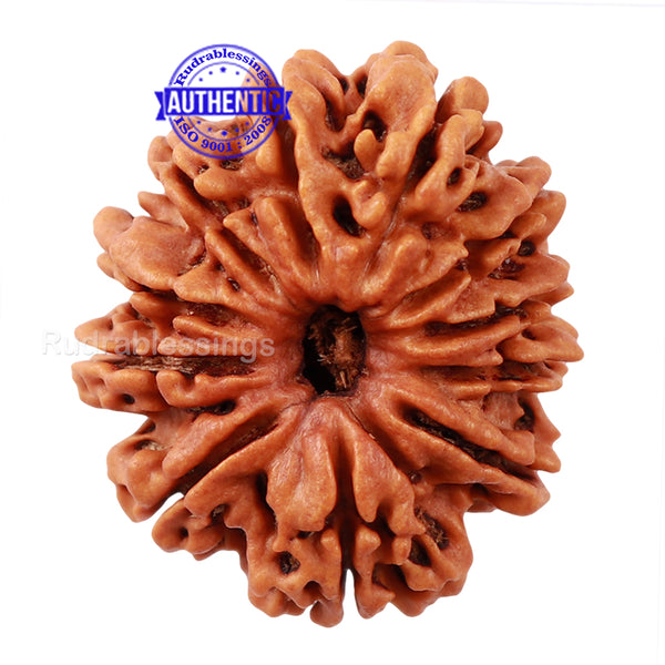 11 Mukhi Nepalese Rudraksha - Bead No. 55