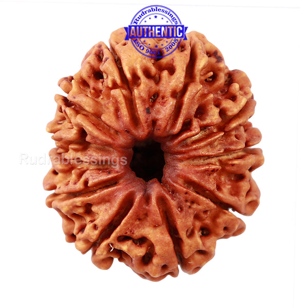 11 Mukhi Nepalese Rudraksha - Bead No. 62