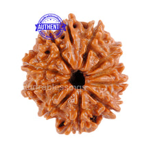 Load image into Gallery viewer, 11 Mukhi Nepalese Rudraksha - Bead No. 67
