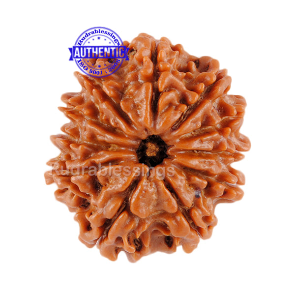 11 Mukhi Nepalese Rudraksha - Bead No. 70