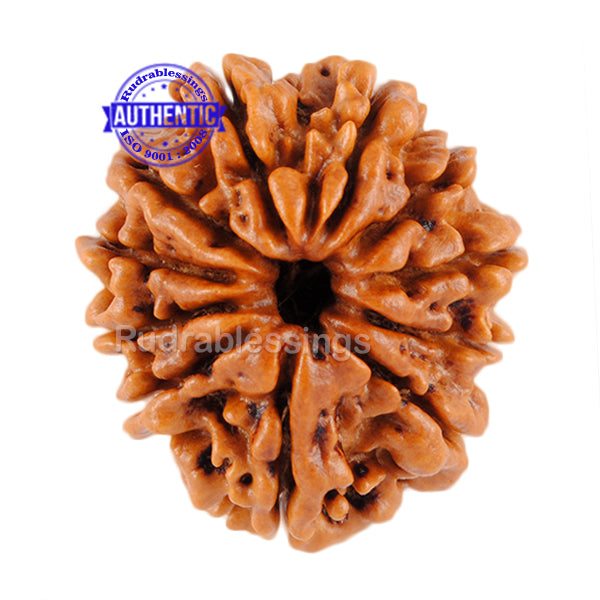 11 Mukhi Nepalese Rudraksha - Bead No. 72