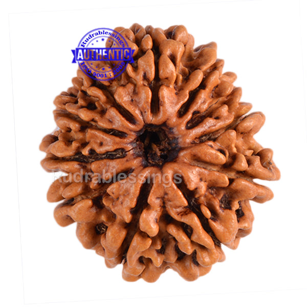 11 Mukhi Nepalese Rudraksha - Bead No. 73