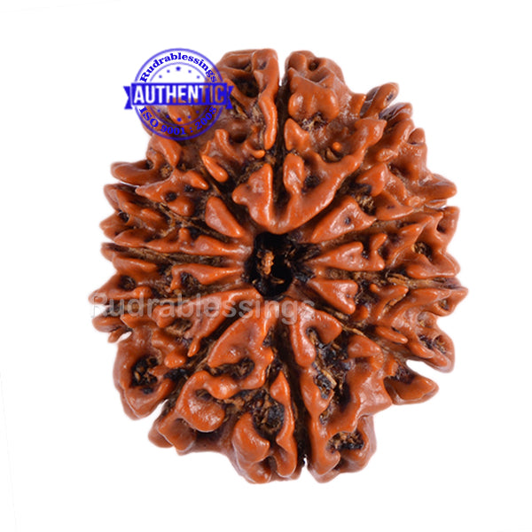 11 Mukhi Nepalese Rudraksha - Bead No. 74