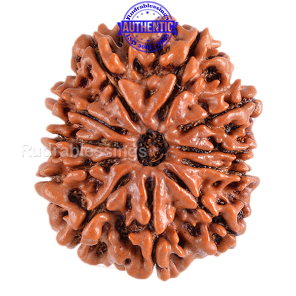 11 Mukhi Nepalese Rudraksha - Bead No. 75