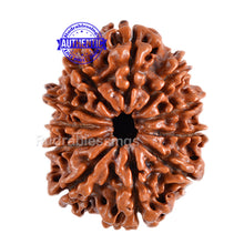 Load image into Gallery viewer, 11 Mukhi Nepalese Rudraksha - Bead No. 76
