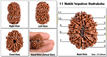 Load image into Gallery viewer, 11 Mukhi Nepalese Rudraksha - Bead No. 76
