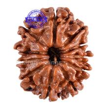 Load image into Gallery viewer, 11 Mukhi Nepalese Rudraksha - Bead No. 77
