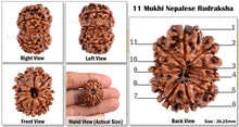 Load image into Gallery viewer, 11 Mukhi Nepalese Rudraksha - Bead No. 77
