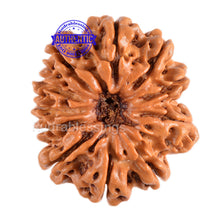 Load image into Gallery viewer, 11 Mukhi Nepalese Rudraksha - Bead No. 79
