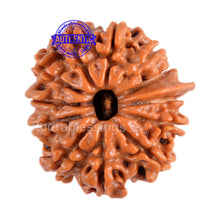 Load image into Gallery viewer, 11 Mukhi Nepalese Rudraksha - Bead No. 84
