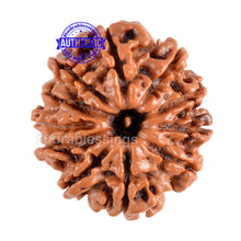 Load image into Gallery viewer, 11 Mukhi Nepalese Rudraksha - Bead No. 86
