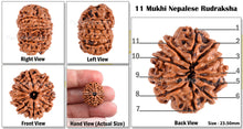 Load image into Gallery viewer, 11 Mukhi Nepalese Rudraksha - Bead No. 86
