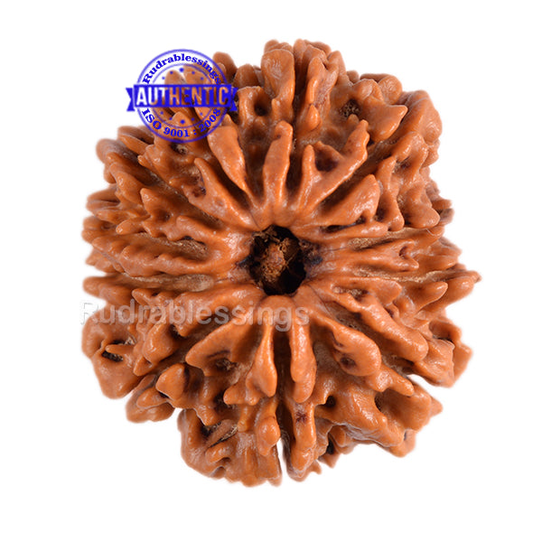 11 Mukhi Nepalese Rudraksha - Bead No. 89