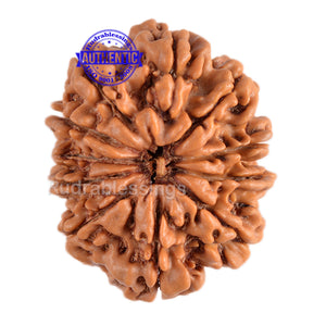 11 Mukhi Nepalese Rudraksha - Bead No. 90