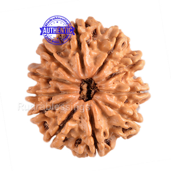 11 Mukhi Nepalese Rudraksha - Bead No. 93