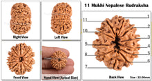 Load image into Gallery viewer, 11 Mukhi Nepalese Rudraksha - Bead No. 93
