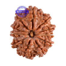 Load image into Gallery viewer, 11 Mukhi Nepalese Rudraksha - Bead No. 94
