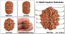 Load image into Gallery viewer, 11 Mukhi Nepalese Rudraksha - Bead No. 94
