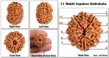 Load image into Gallery viewer, 11 Mukhi Nepalese Rudraksha - Bead No. 95
