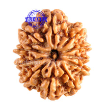 Load image into Gallery viewer, 11 Mukhi Nepalese Rudraksha - Bead No. 97
