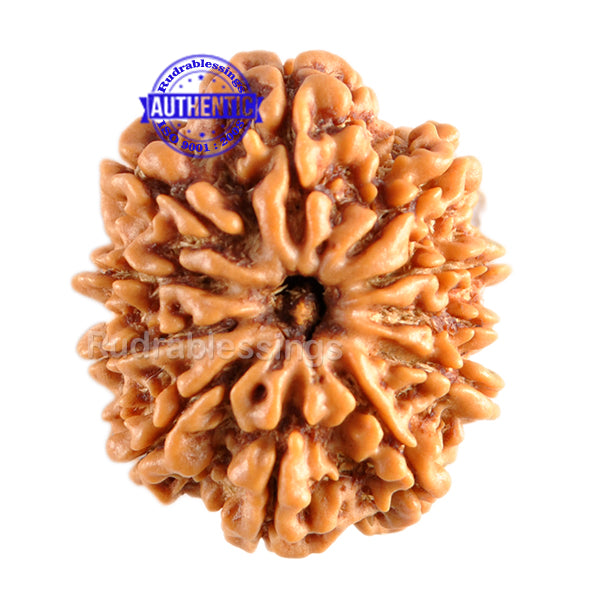 11 Mukhi Nepalese Rudraksha - Bead No. 97