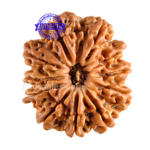 Load image into Gallery viewer, 11 Mukhi Nepalese Rudraksha - Bead No. 99
