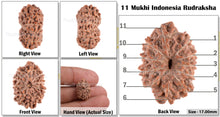 Load image into Gallery viewer, 11 Mukhi Indonesian Rudraksha - Bead No. 33
